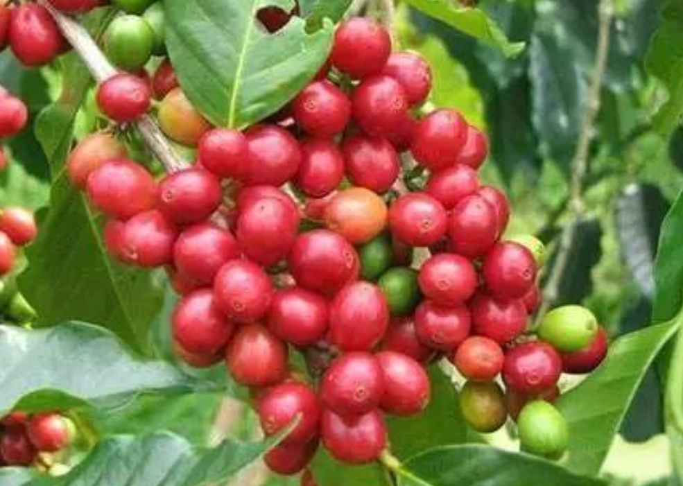 20250424145308 20250424145308