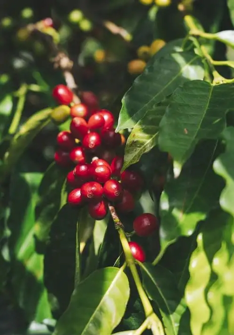 20250427155204 20250427155204