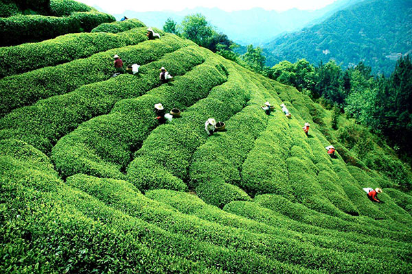 ������ɫ��